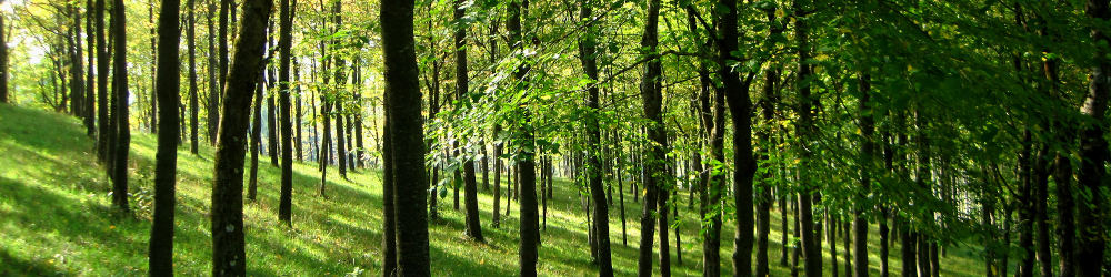 Bäume im Wald